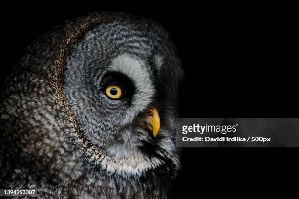close-up of great gray owl against black background,czech republic - great grey owl stock pictures, royalty-free photos & images