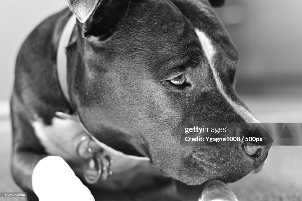 Close-up of pit bull terrier,Canada