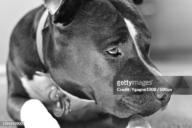 close-up of pit bull terrier,canada - american pit bull terrier stock-fotos und bilder