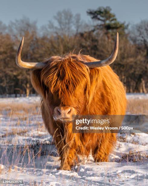 scottish highlander in the snow on a dutch winters morning - highland cow stock pictures, royalty-free photos & images