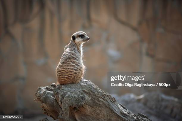 close-up of bird perching on rock,russia - suricate photos et images de collection