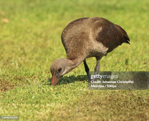 Hade Da Hadeda Photos and Premium High Res Pictures - Getty Images
