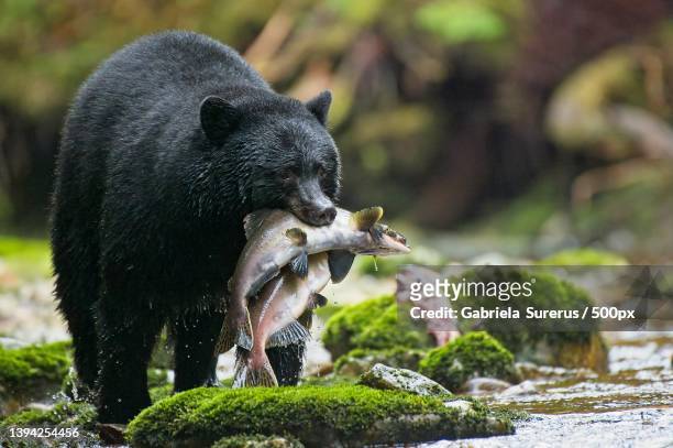 full frame view of wild bear hunting for food,great bear rainforest,canada - great bear rainforest stock pictures, royalty-free photos & images