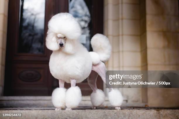 close-up of white purebred poodle on concrete steps - dog agility stock pictures, royalty-free photos & images