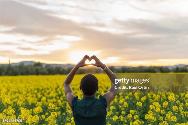 back view of woman with hands in the form of heart against sunlight on yellow flowers field at sunset - canola stock pictures, royalty-free photos & images