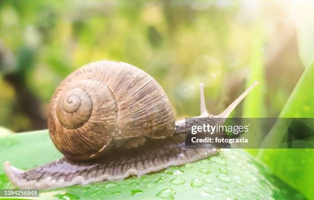 snail on leaf with water drops - snail stock pictures, royalty-free photos & images