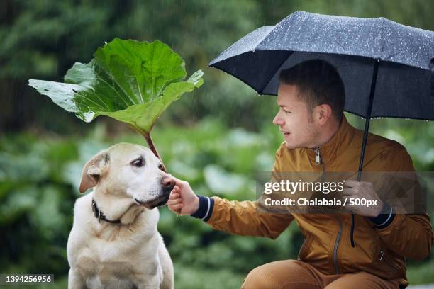 man with umbrella sitting in park with dog during rainy season - 500px plus stockfoto's en -beelden