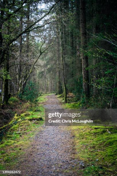 galloway forest park, scotland - dumfries en galloway stockfoto's en -beelden