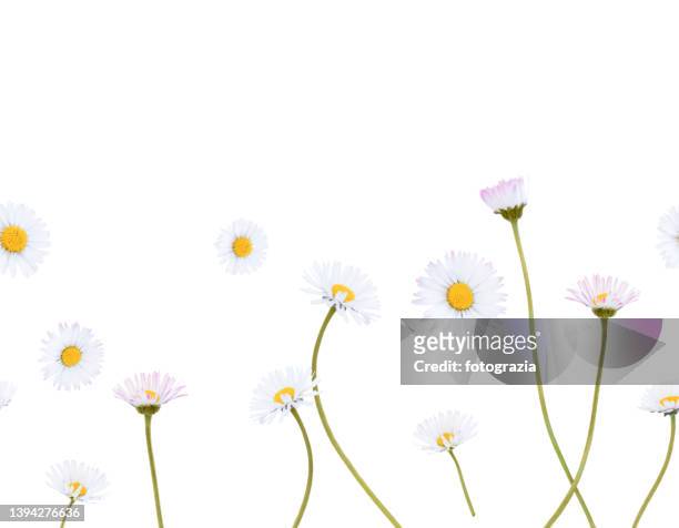 daisy flowers isolated on white background - horizontal seamless pattern - margherita foto e immagini stock
