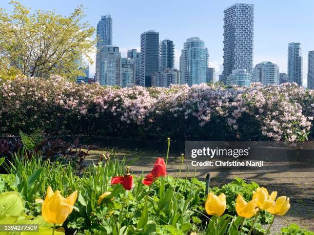 springtime in vancouver - vancouver city stock pictures, royalty-free photos & images