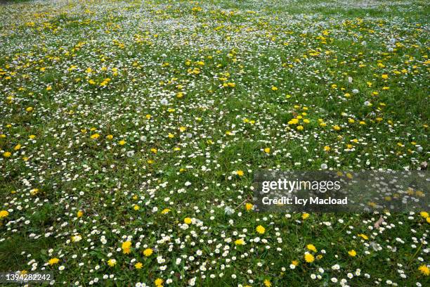 meadow in a park in spring - adorno floral fotografías e imágenes de stock