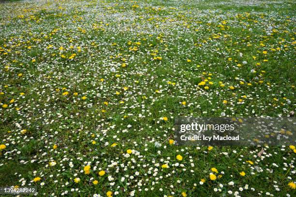 meadow in a park in spring - wearing flowers stock pictures, royalty-free photos & images