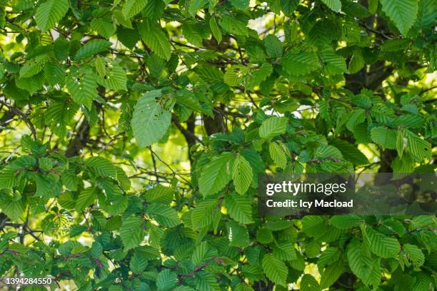 close-up of a clump of leaves - hornbeam ストックフォトと画像