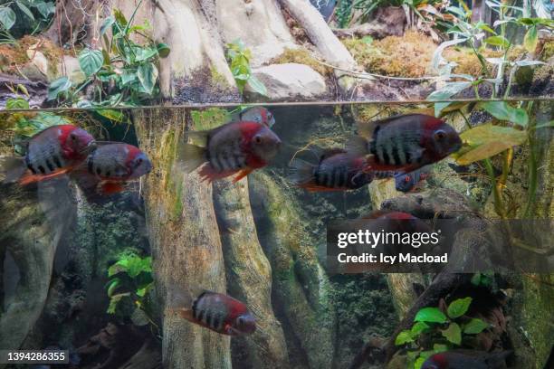 piranha goldfish swimming in group in water - piranha stockfoto's en -beelden