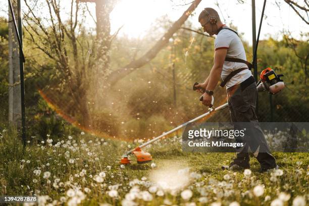 young man cutting grass in his backyard on sunny day with agricultural equipment - clippers stockfoto's en -beelden