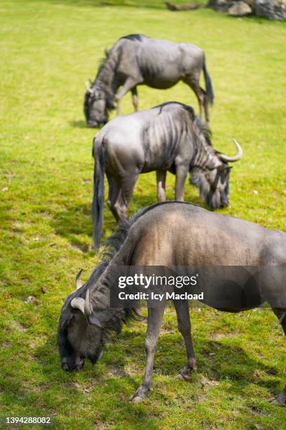 wildebeest in the savannah at their lunch - wildebeest stock pictures, royalty-free photos & images