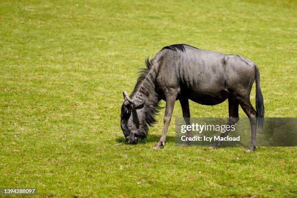 wildebeest in the savannah at their lunch - wilde beast stock pictures, royalty-free photos & images