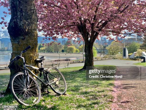 cherry blossoms in vancouver - vancouver city stock pictures, royalty-free photos & images