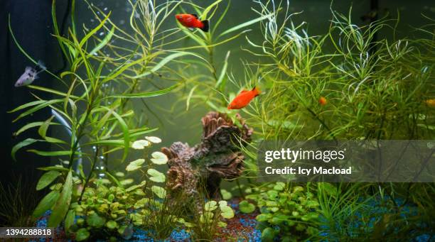 fish in an aquarium - pet goldfish stock pictures, royalty-free photos & images