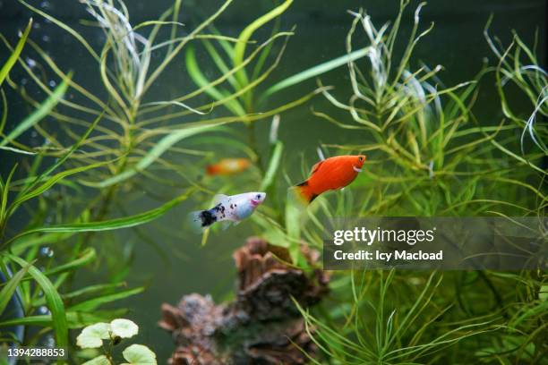 Two Beautiful Fish 691 Beautiful Fish Tanks Stock Photos, High-Res Pictures, and Images ...