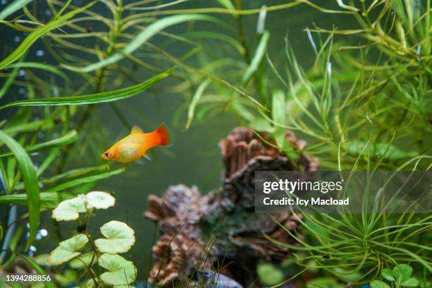 fish in an aquarium - home aquarium stock pictures, royalty-free photos & images