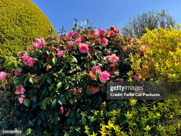 camellia japonica in bloom - camellia stock pictures, royalty-free photos & images