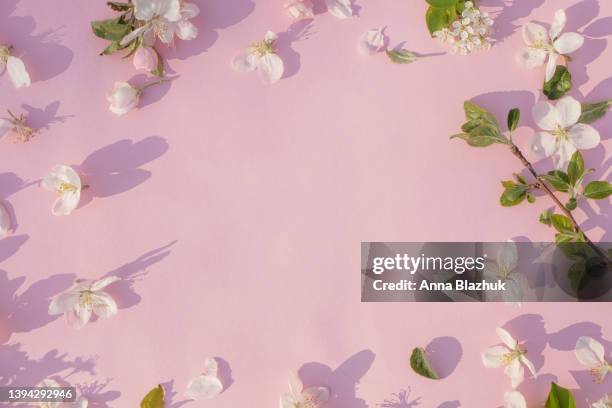 apple tree white flowers over pink background with copy space. greeting summer and spring card. pink floral mother's day card. - arrangements of flowers stock pictures, royalty-free photos & images