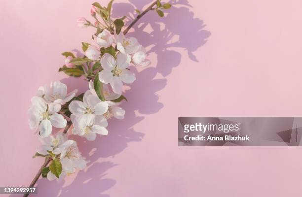 380 Mothers Day Flowers White Background Photos and Premium High Res  Pictures - Getty Images
