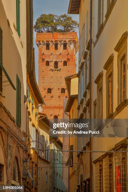 torre guinigi, lucca, tuscany, italy - lucca italy stock pictures, royalty-free photos & images