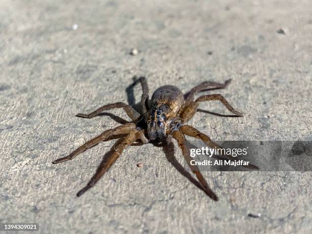 wolf spider - jumping spider stock pictures, royalty-free photos & images