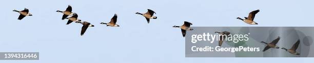 canada geese flying in formation - ducks in a row concept stock illustrations