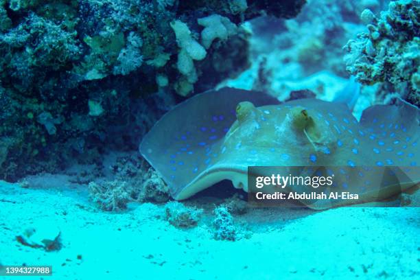 sting ray hiding below the reef - saudi arabia beach stock pictures, royalty-free photos & images