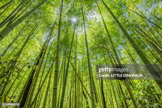 bamboo grove - bambushain stock-fotos und bilder