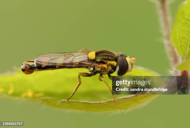 a long hoverfly, sphaerophoria scripta, resting on a leaf. - hoverfly stock pictures, royalty-free photos & images