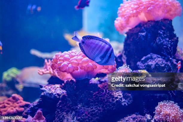 close-up of colorful tropical fish in aquarium - freshwater fish stock pictures, royalty-free photos & images