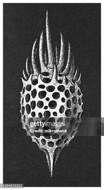 old chromolithograph illustration of the radiolaria, radiozoa - strahlentier stock-fotos und bilder