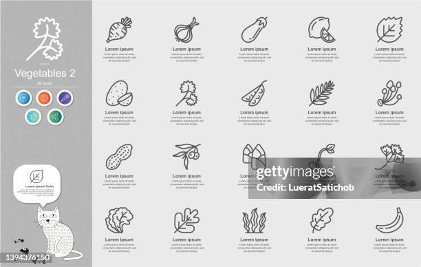 vegetables 2 line icons content infographic - cauliflower isolated stock illustrations