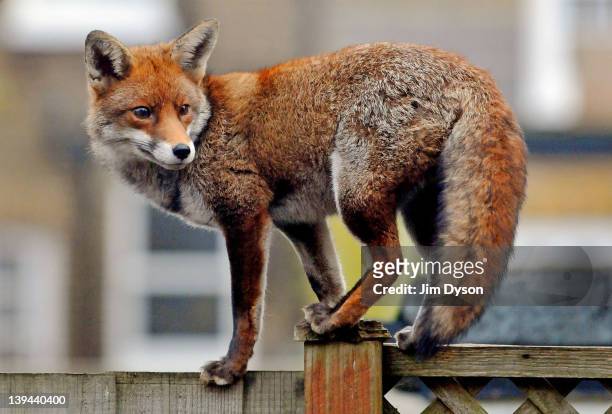 Urban fox prowls along a garden fence in Ealing Dean on February 21, 2012 in West London, England. Foxes are well adapted to urban life and live...