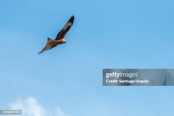 red kite (milvus milvus) flying - rotmilan stock-fotos und bilder