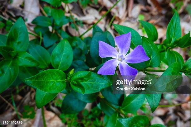 chinese herb medicine plant vinca major  under sunshine in spring - vinca major stock pictures, royalty-free photos & images