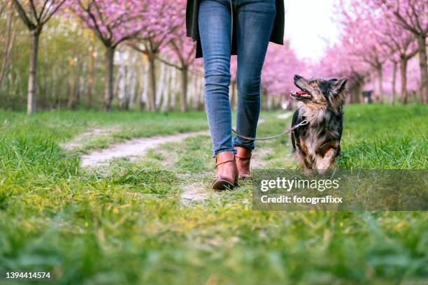 small dog runs obediently at heel - cherry blossom walk stock pictures, royalty-free photos & images