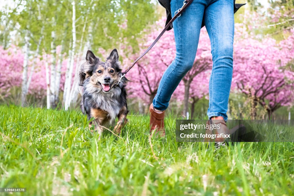 小さな犬はかかとで素直に走る