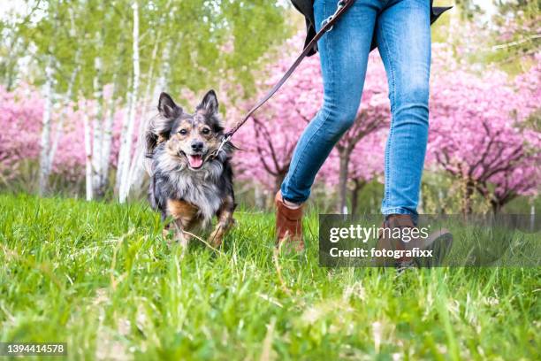 small dog runs obediently at heel - cherry blossom walk stock pictures, royalty-free photos & images