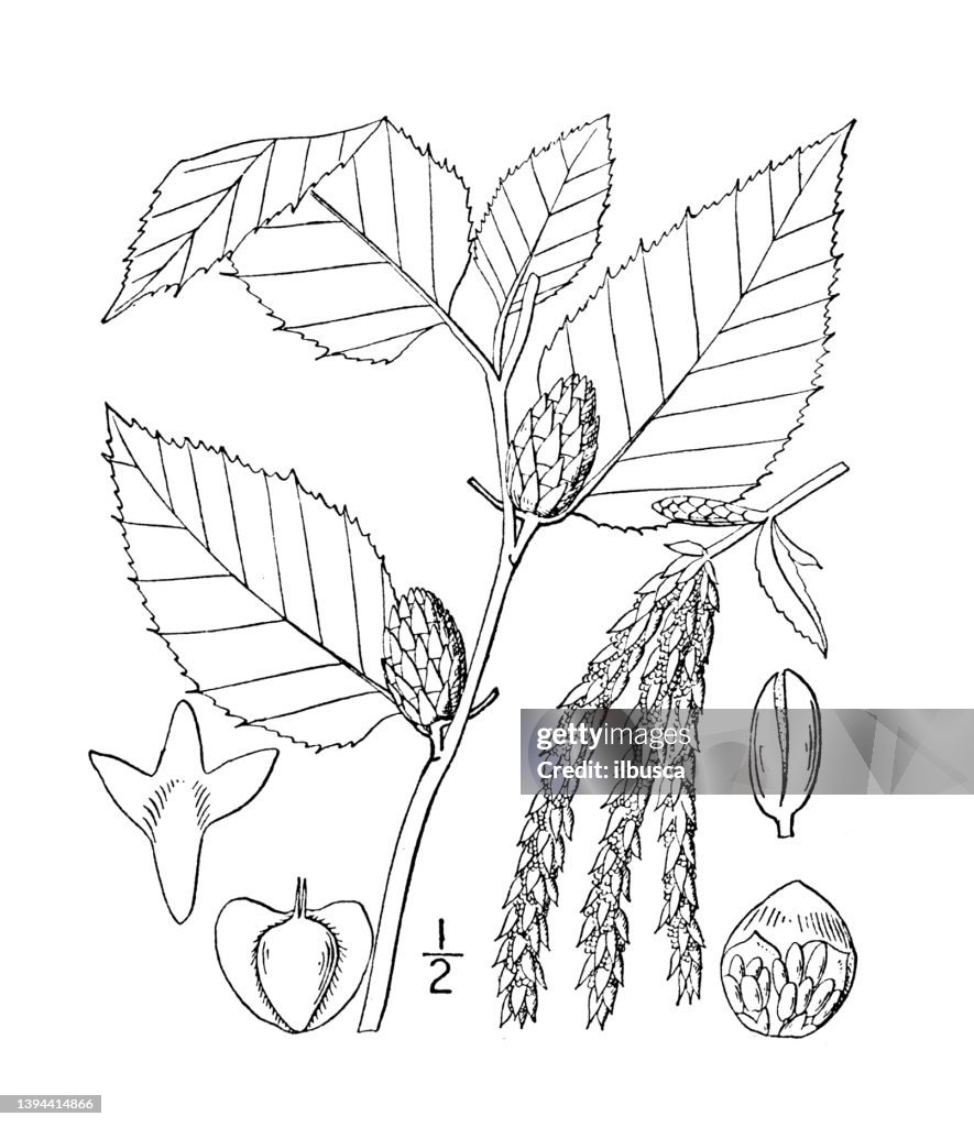 Antique botany plant illustration: Betula lenta, Cherry Birch, Black Birch, Sweet Birch