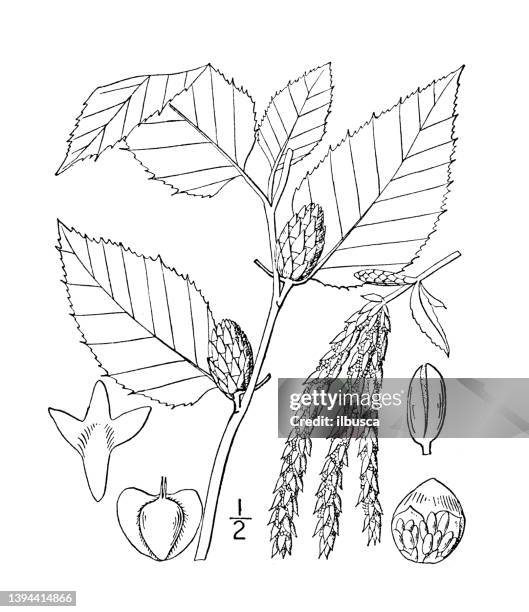 antique botany plant illustration: betula lenta, cherry birch, black birch, sweet birch - betula lenta stock illustrations