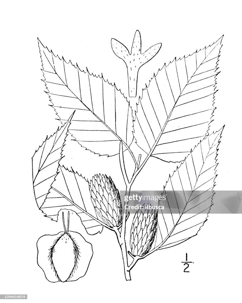 Antique botany plant illustration: Betula lutea, Yellow Birch, Gray Birch