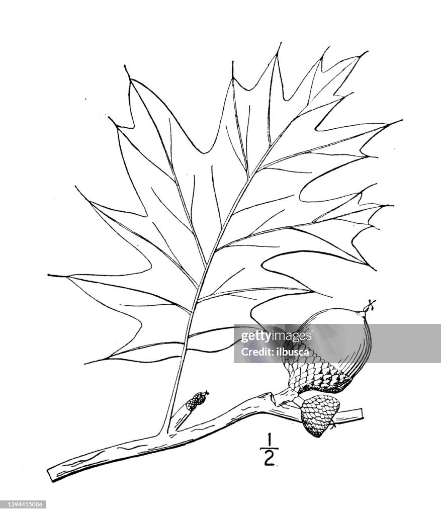 Antique botany plant illustration: Quercus rubra, Red oak