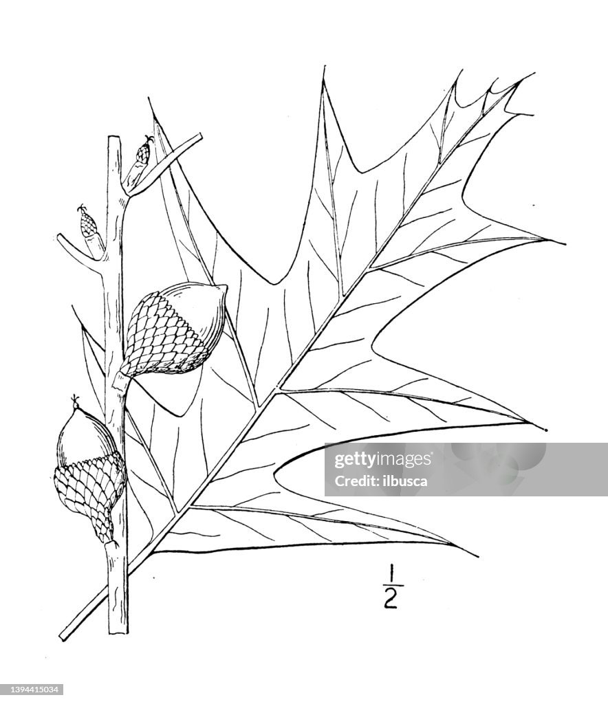 Antique botany plant illustration: Quercus coccinea, Scarlet oak
