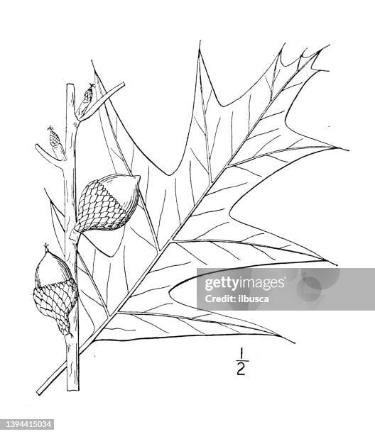 antique botany plant illustration: quercus coccinea, scarlet oak - quercus coccinea stock illustrations
