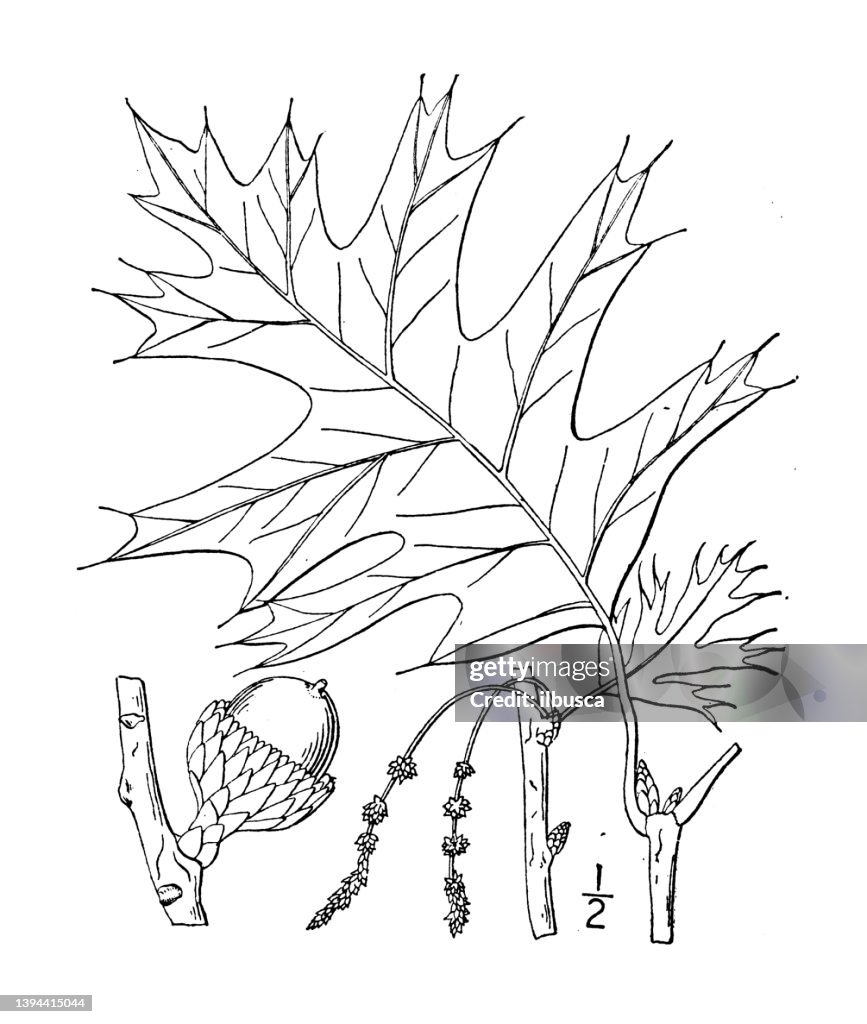 Antique botany plant illustration: Quercus velutina, Black oak